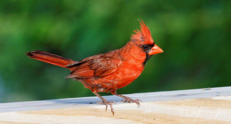 ¿Cuál es el significado espiritual del pájaro cardenal rojo?
