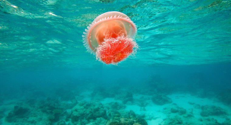 ¿Qué es el hábitat de la medusa?
