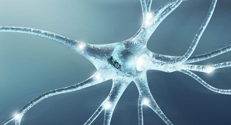 ¿Cuál es la función de las células nerviosas?