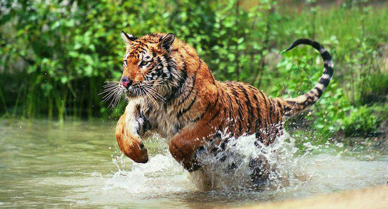 ¿Viven los tigres en la jungla?