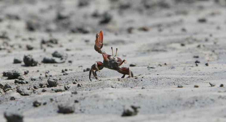 ¿Cómo se aparean los cangrejos?