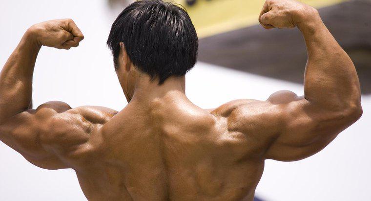 ¿Por qué es tan importante el sistema muscular?