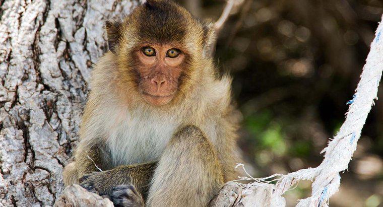 ¿Qué es una descripción física de un mono?