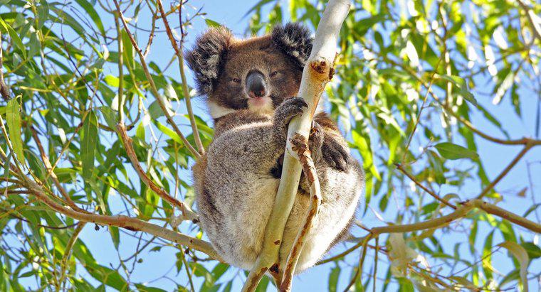 ¿Cómo se protegen los koalas?