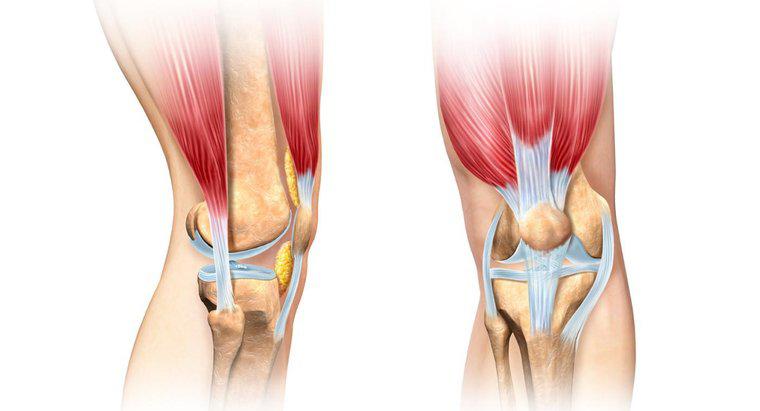 ¿Qué músculo dobla la rodilla?
