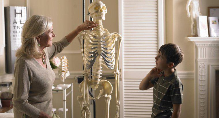 ¿Cuáles son los cuatro tipos de huesos en el cuerpo humano?