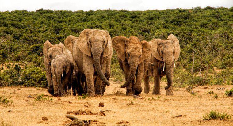 ¿Cómo se llama una manada de elefantes?