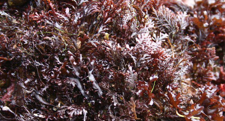 ¿Cuáles son los beneficios de Sea Moss?