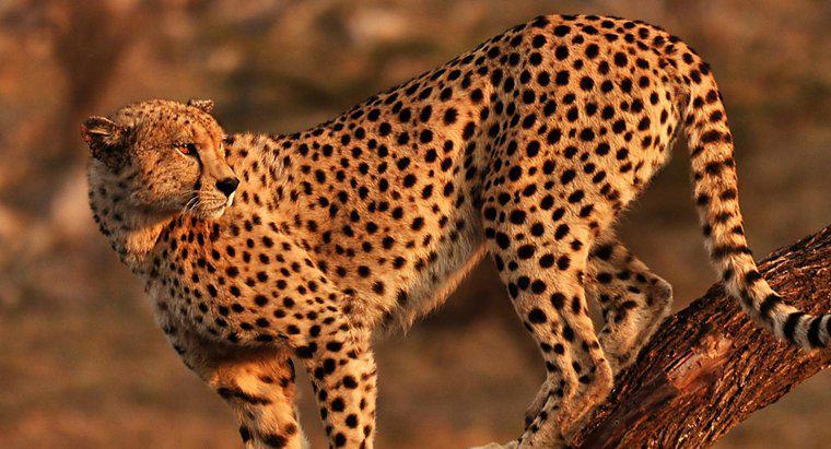 ¿Qué es el hábitat del guepardo?
