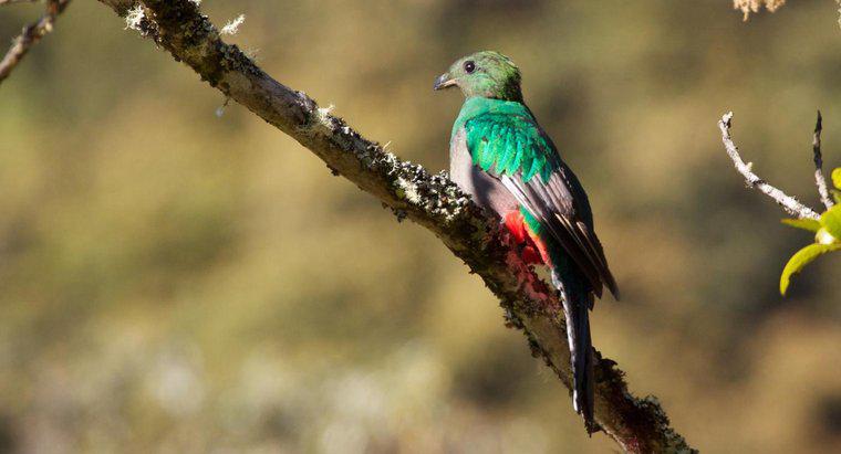 ¿Qué es el ave nacional de guatemala?