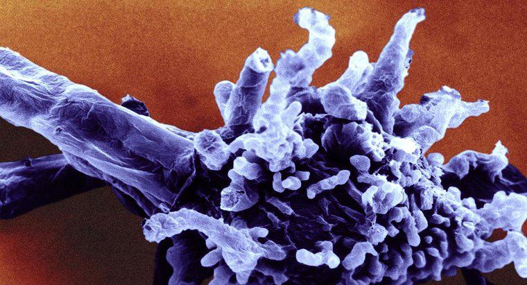 ¿Cuál es la clasificación científica de la ameba?