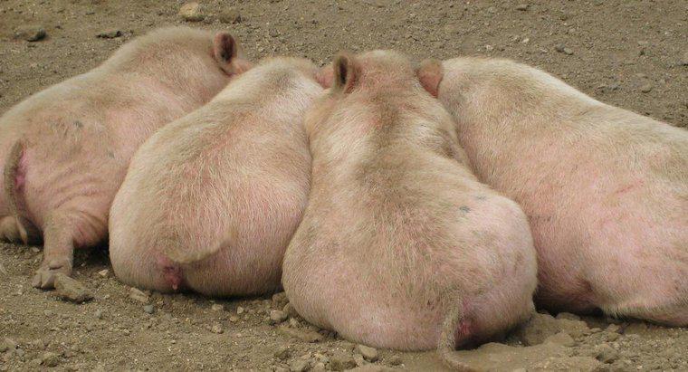 ¿Cuáles son las características de los cerdos?