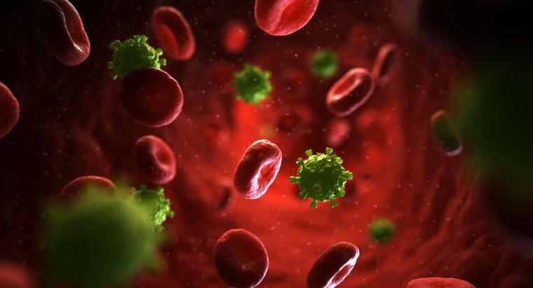 ¿Qué es una erupción maculopapular del VIH?