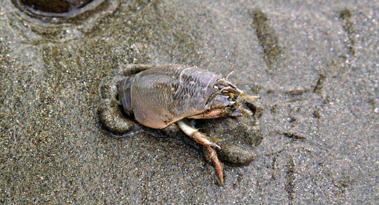 ¿Son comestibles los cangrejos de arena?