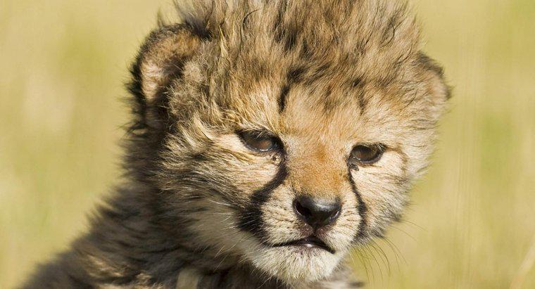 ¿Cómo se llama un guepardo bebé?