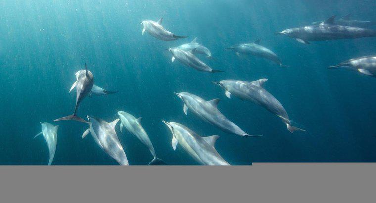 ¿Cuánto tiempo pueden permanecer los delfines bajo el agua?
