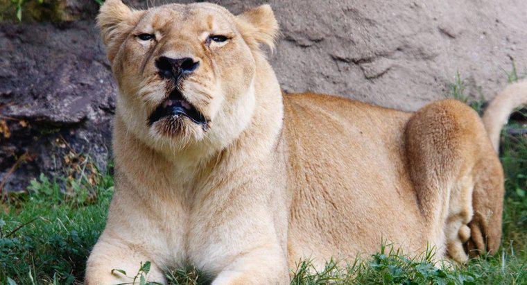 ¿Tiene un león un buen sentido del olfato?
