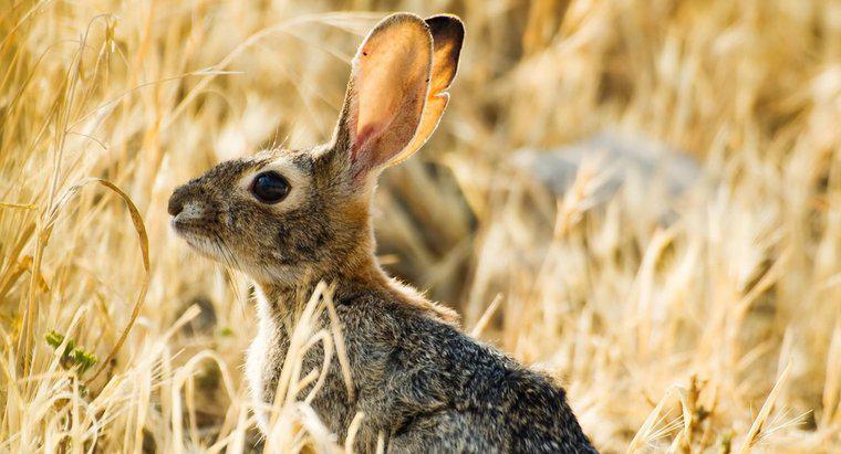 ¿Hasta dónde puede oír el oído de un conejo?