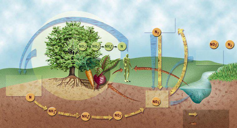 ¿Cuáles son los pasos del ciclo del nitrógeno?