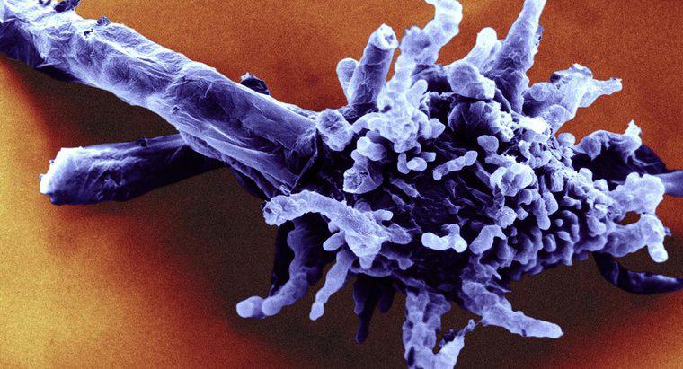 ¿Cuál es el nombre científico de la ameba?