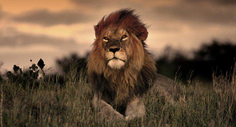 ¿Cuánto tiempo viven los leones en la naturaleza?
