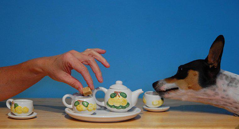 ¿Es el té venenoso para los perros?