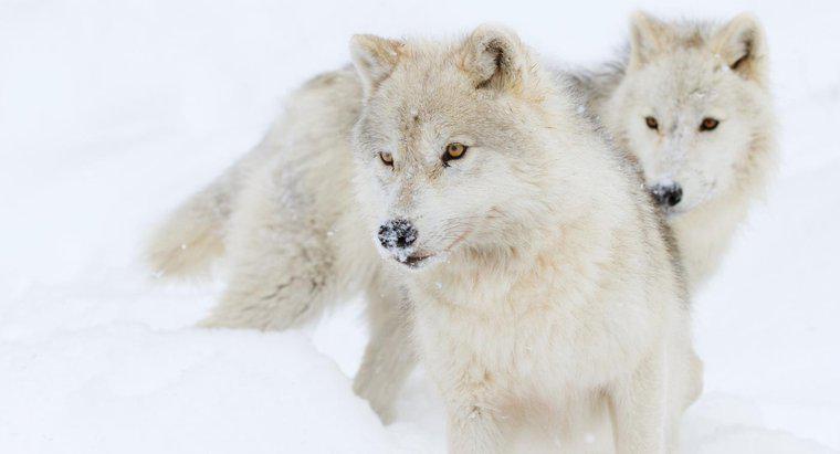 ¿Qué comen los lobos árticos?