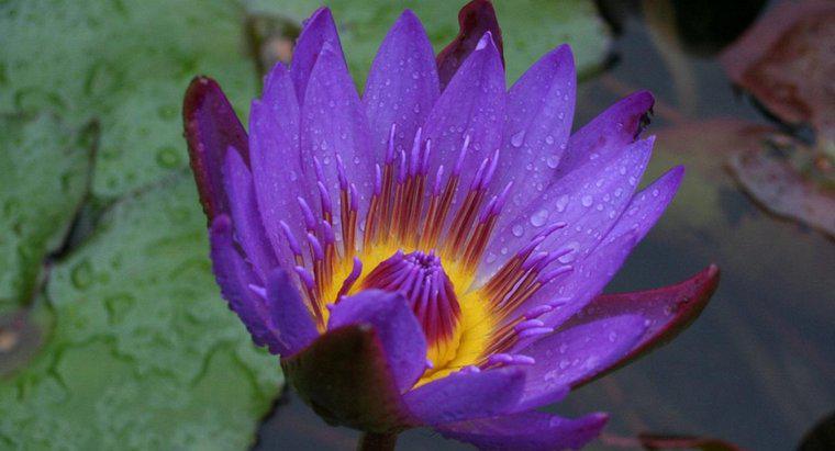 ¿Qué es una flor de loto negro?