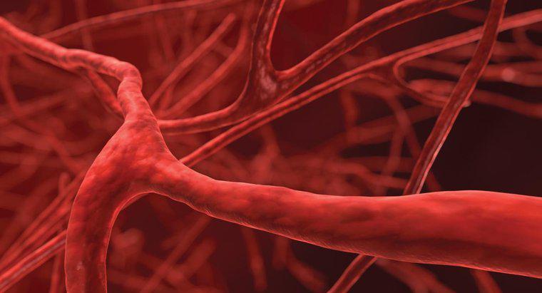 ¿Cuál es el vaso sanguíneo más pequeño del cuerpo?