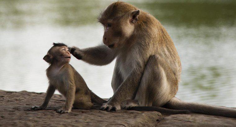 ¿Cuál es la clasificación científica de un mono?