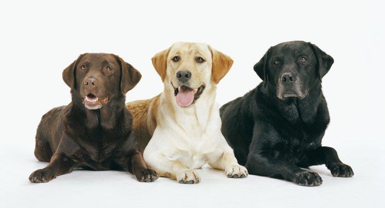 ¿Cuáles son los diferentes tipos de perros perdigueros de Labrador?