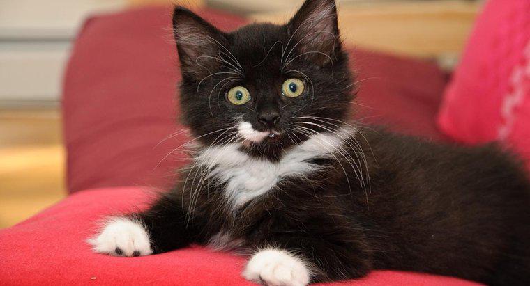 ¿Es normal que los gatos pierdan sus bigotes?