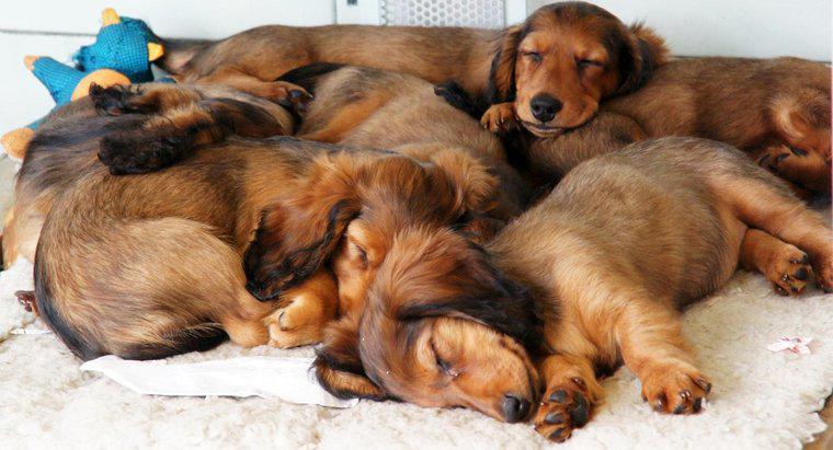 ¿Cuántos perros puede un hogar tener?