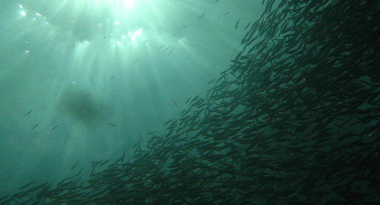 ¿Cuál es la diferencia entre las anchoas y las sardinas?