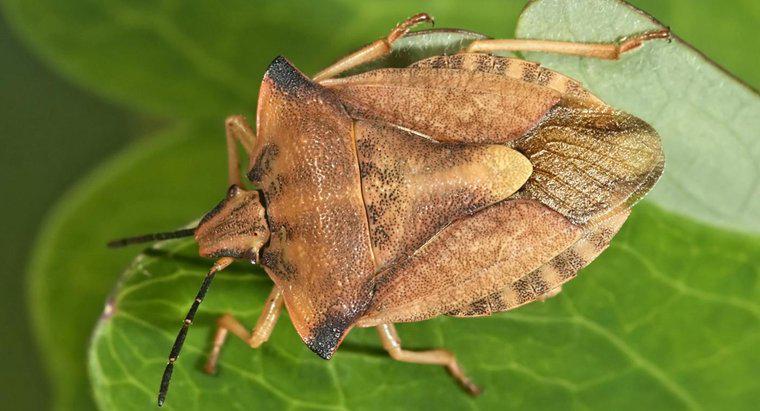 ¿Cuándo es Stink Bug Season?