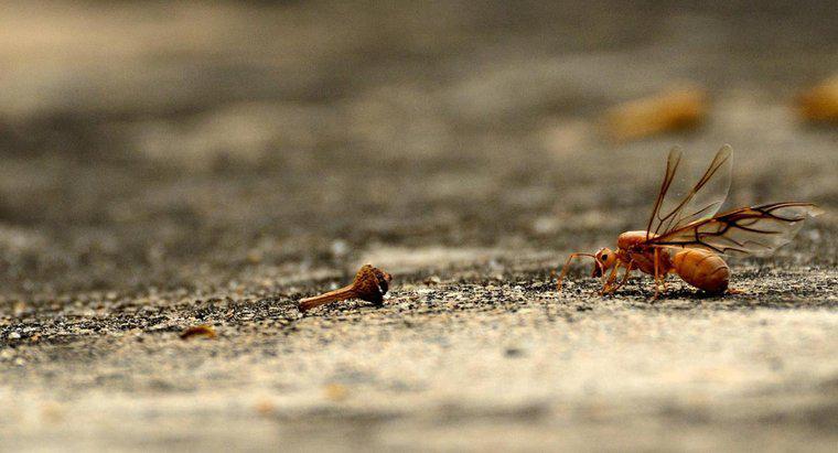 ¿Las hormigas voladoras muerden?