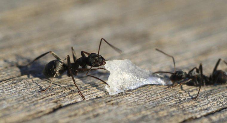¿Cómo sacas las hormigas negras de tu casa?
