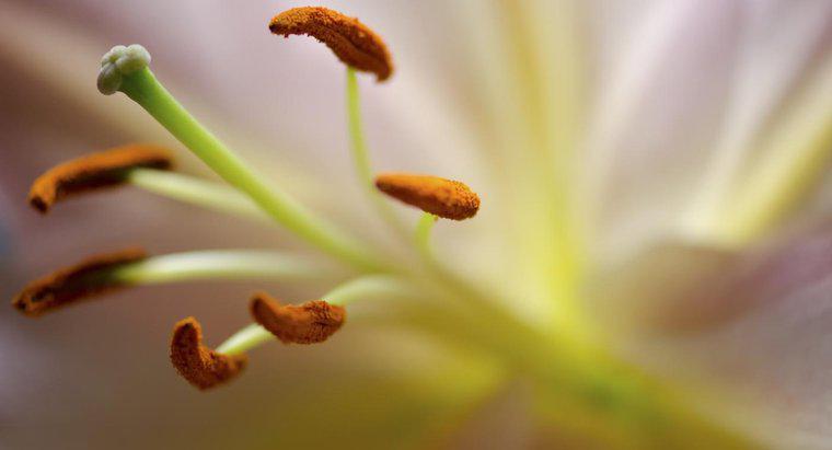 ¿Qué parte de una flor produce polen?