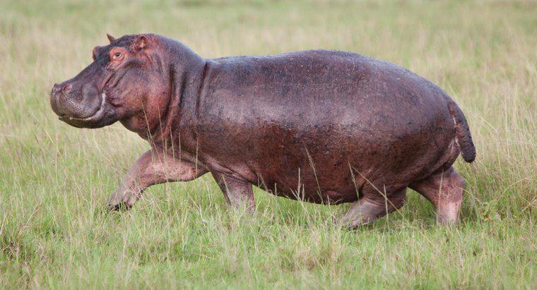 ¿Qué es un hipopótamo de dibujos animados?