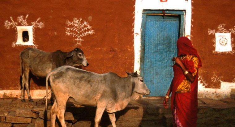 ¿Pueden los hindúes beber leche de vaca?