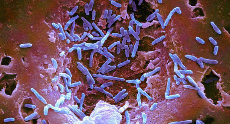 ¿Cuáles son las características generales de las bacterias?