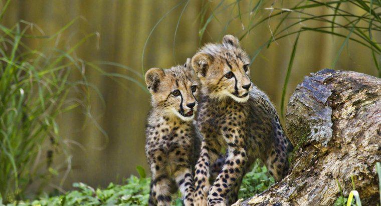 ¿Cómo cuidan los guepardos de sus crías?