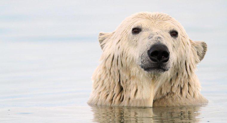 ¿Cómo se adaptan los osos polares para sobrevivir?