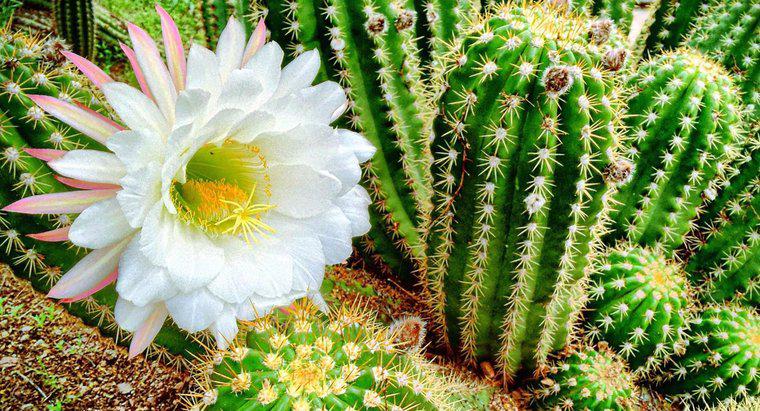 ¿Cuáles son los diferentes tipos de plantas de cactus en flor?