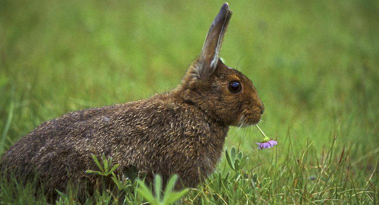 ¿Qué comen los conejos salvajes?