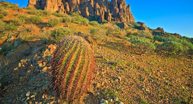¿Se puede beber agua de un cactus para sobrevivir?