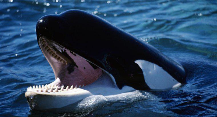 ¿Cuántos dientes tiene una ballena asesina?
