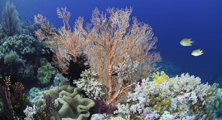 ¿De qué color es el coral?
