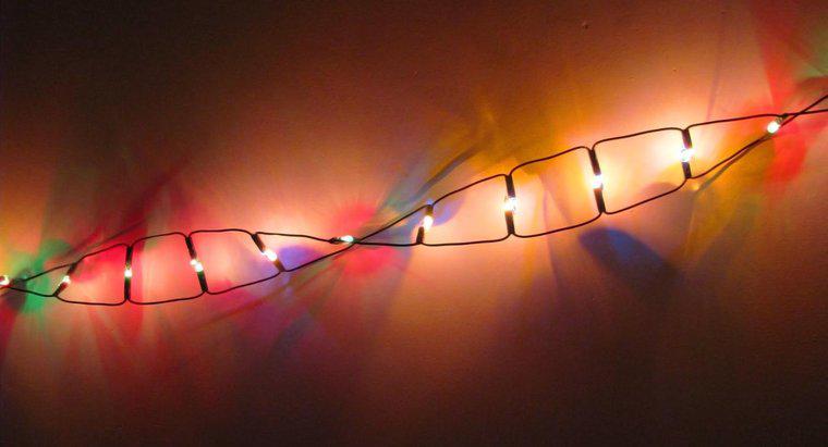 ¿A qué clase de macromoléculas pertenece el ADN?