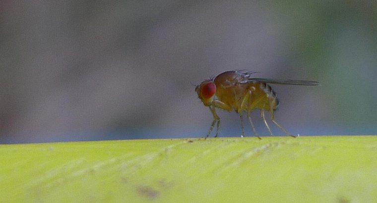 ¿Cómo prevenir las moscas de la fruta?